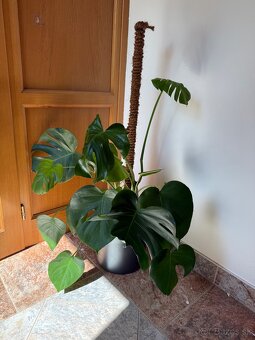 Monstera Deliciosa - 3