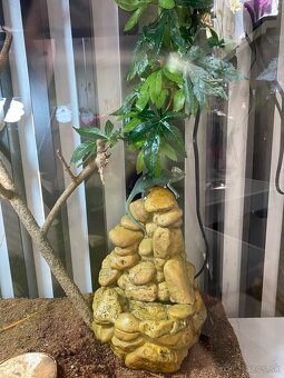 Chameleón - 3