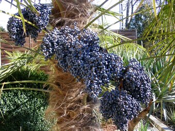 Palmové semená - Trachycarpus fortunei - 3