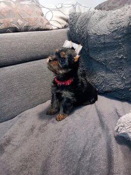 Yorkshire Terrier - 3
