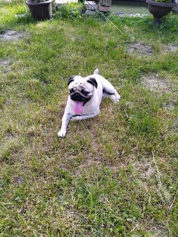 Mops - 3