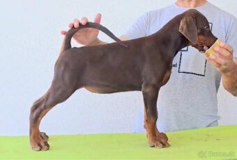 Doberman - 3