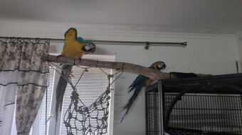 Ara Araruna Párik - 3