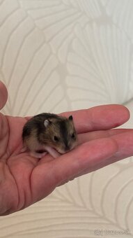 šrečky džungalske - 3