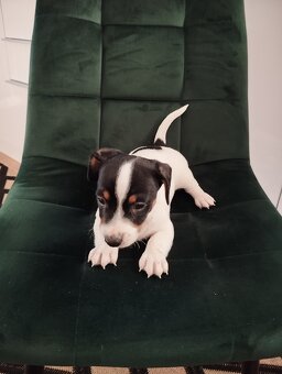Jack Russel terier - 3