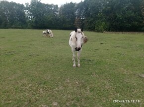 Krásný strakatý koník vhodný i k dětem - 3