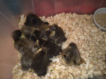 Kačiatka - Indických bežcov - 3