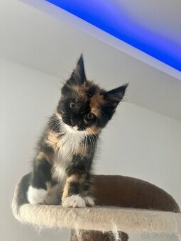 maciatka maine coon/ mainska myvalia - 3