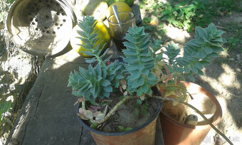 Euphorbia polychroma - 3