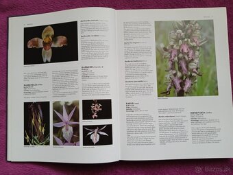 Ilustrovaná encyklopédia orchideí v angličtine - 3
