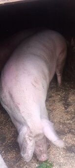 Ponúkam na predaj prasatá - 3