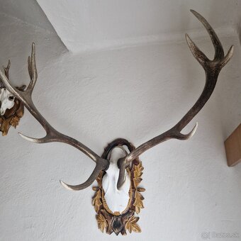 POLOVNICKE TROFEJE - 3