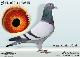 Poštové holuby - 3