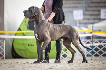 Nemecká doga s PP - 3
