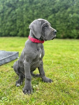 Nemecká doga s PP - 3