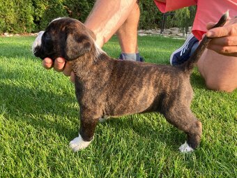 Nemecky Boxer s PP - 3