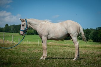 2024 QH/APHA hřebeček - 3