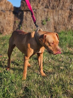 Americký pitbullterier, pitbul , apbt - 3