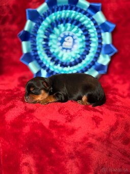 Yorkshire terrier, york - 3