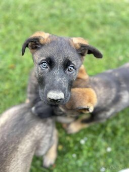 Predám šteniatka nemeckého ovčiaka - 3