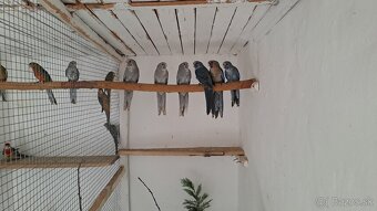 Rozela penant modrá škorica pastel - 3