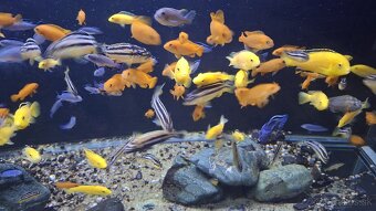 Africke cichlidy malawi - 3