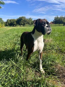 Nemecký boxer na krytie - 3