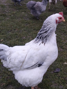 Predám sliepky+kohút - 3