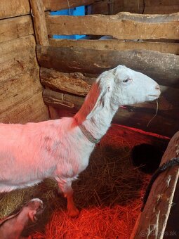 75% AN koza dojná - 3