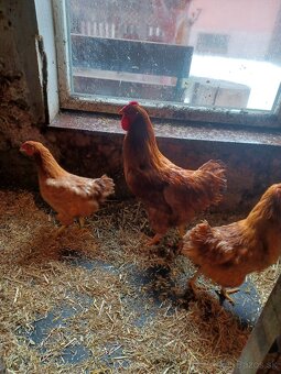 Oravka zlato hnedá N.V. - 3