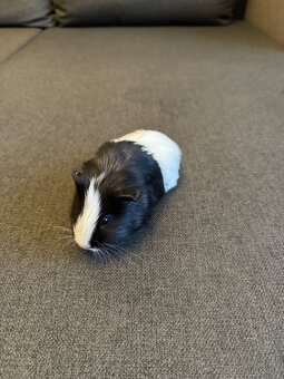 Morské prasiatka - 3