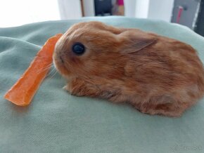 Zakrslý zajačik, zakrslý králik - 3