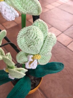 Hackovana orchidea nova - 3