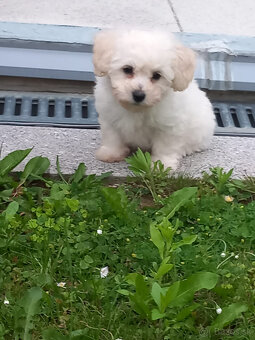 Bišon (bichon) - 3