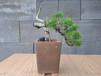 Bonsai / bonsaj - rozne, foto v prilohe, ponuka v texte - 3