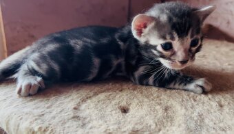 Bengalska mačka s PP strieborné mačiatka - 3
