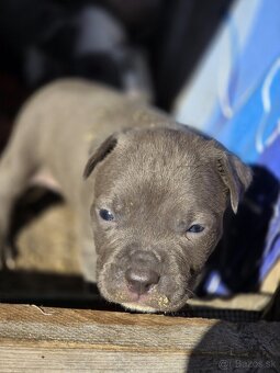 Americký Staford Šteniatka - 3