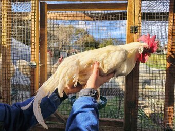 Predám mladých kohútov toho ročnych - 3