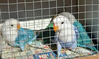 Agapornisy fischeri a škraboškové - 3