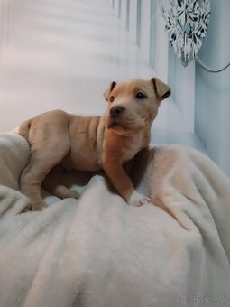 Predám Americký stafford XL - 3