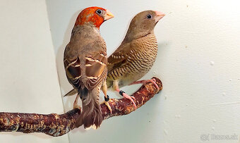 Amadina červenohlavá - 3