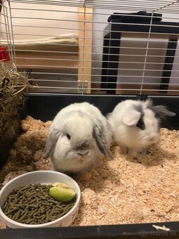 DARUJEM SURNE DVA ZAJACE - 3