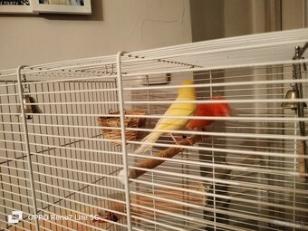 Predám kanáriky - 3