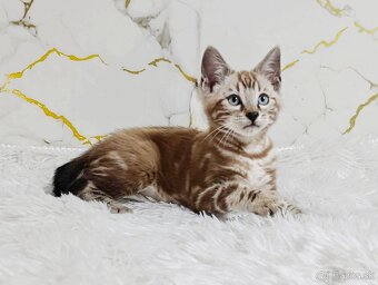 Sepia marbeld bengal boy - 3