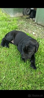 Cane-corzo a labrador - 3