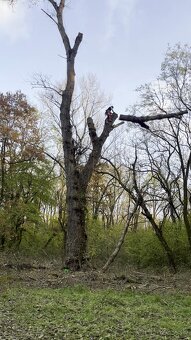 Výrub stromov, Rizikový orez, Starostlivosť o zeleň - 3