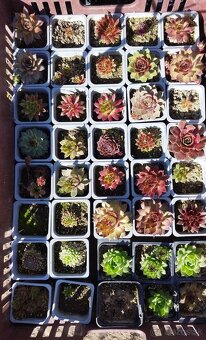 Skalničky / Skalne ruze / Sempervivum - 3