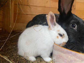 Hyla x Burgundsky x Dalmatinsky rex - 3