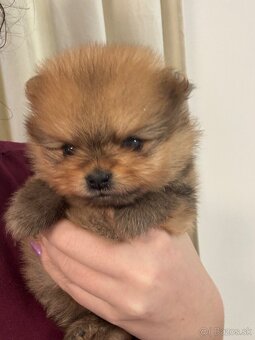 Pomeranian s PP - fenečka - 3