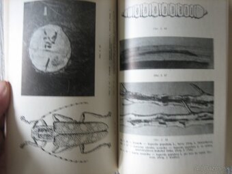 Ochrana topoľov. Hmyz. Huby. - 3